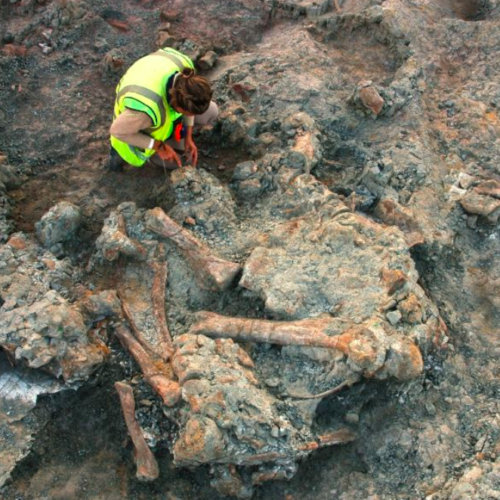 Insectos del Cretácico: fuentes de información de los dinosaurios del yacimiento conquense de Lo Hueco